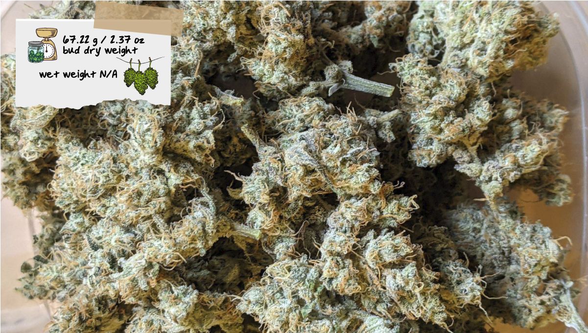 Forbidden Runtz Auto Plants Seed Week-by-Week Guide: A closeup of a bunch of dried plants flowers