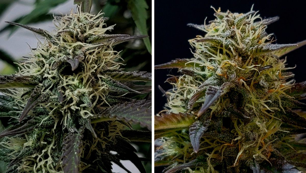 Banana Purple Punch Auto भांग स्ट्रेन: मिड फ्लावर (थोक फेज) | सप्ताह 7-8 | पकते हुए बड्स का क्लोजअप
