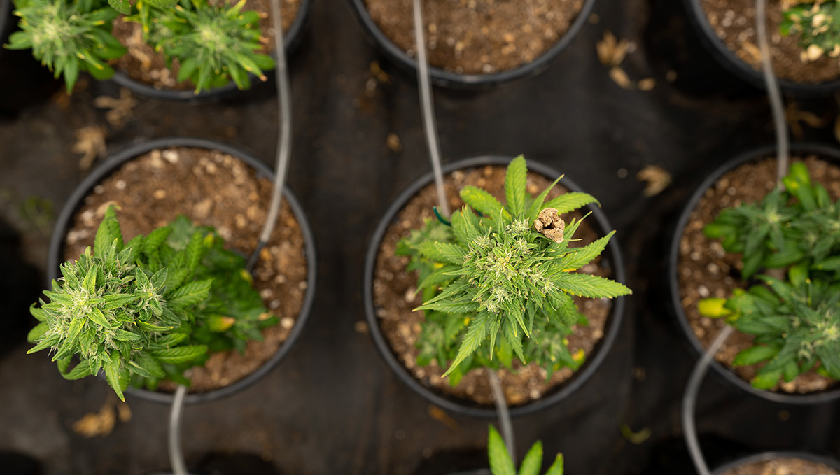 Luxemburg&rsquo;s Government Approved a Plants Legalization Bill: A top view of several sickly-looking flowering plants plants in small black plastic pots and the tubing of an automatic irrigation system visible