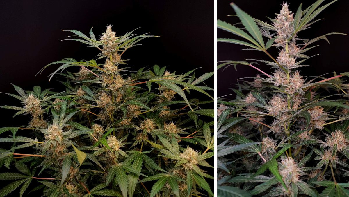Tropicana Cookies Auto 대마 스트레인: 중기 개화(벌크) | 8-9주차 | 꽃이 차오르고 프로스티한 실내 대마