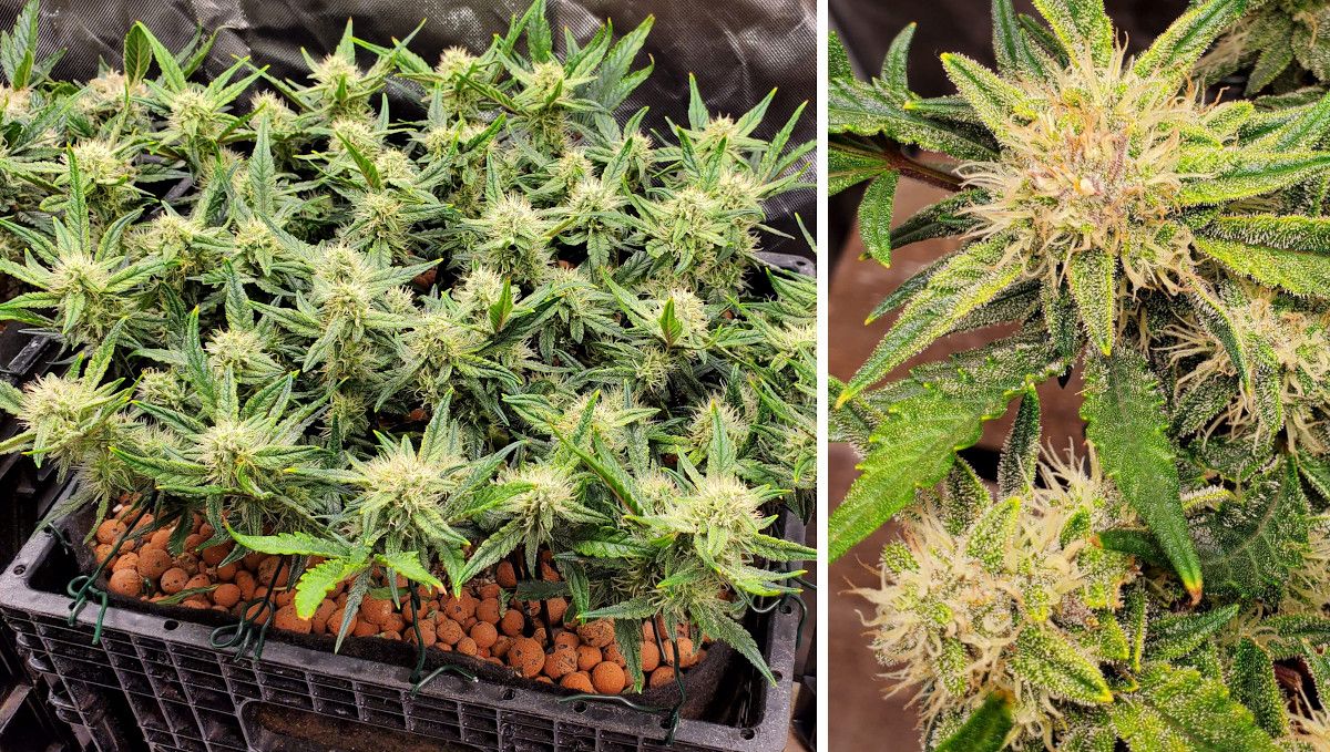 Purple Punch Auto Plants Seed Week-by-Week Guide: An indoor auto with a low flat canopy and many flowering tops; a closeup of a bud with many white hairs