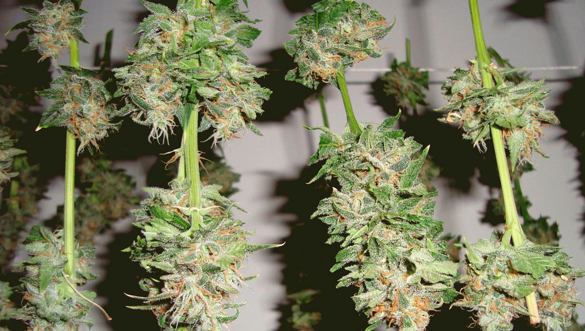 Drying your cannabis harvest