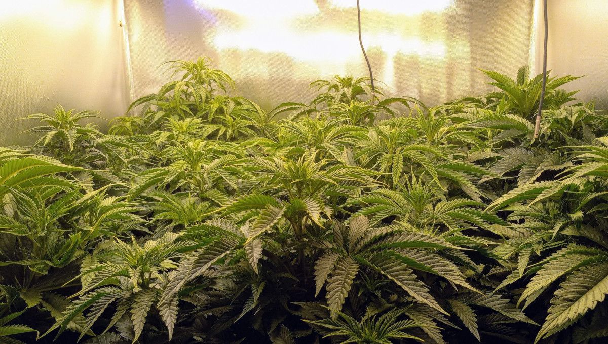 Gorilla Cookies FF cannabis strain: mid veg | weed plants vegging in a SOG setup 