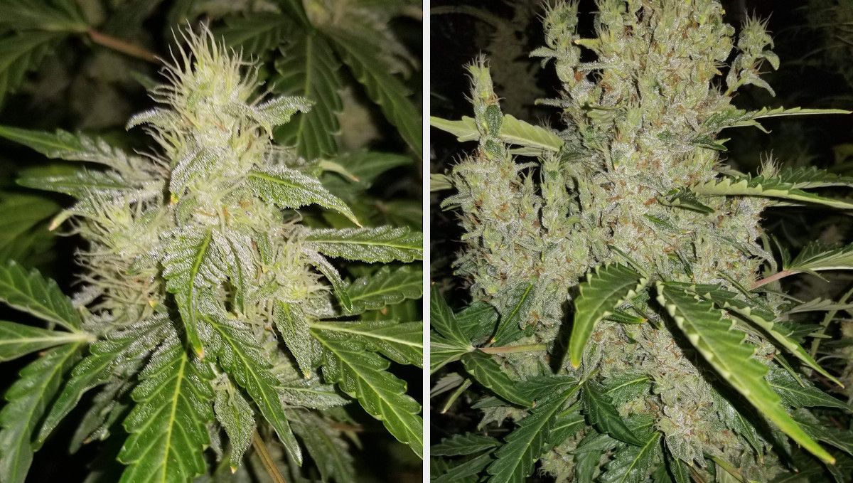 Russian Auto Cannabis Strain Week-by-Week Guide: Closeups of marijuana buds in mid-flower, both foxtailing to a different degree but extremely resinous