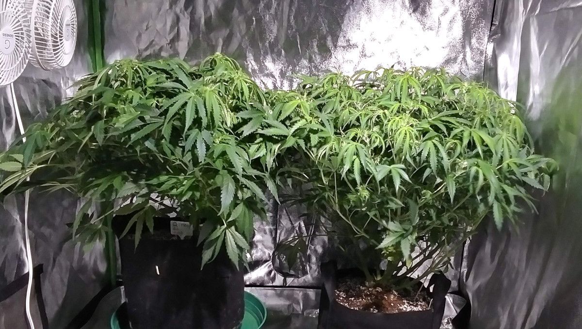 Green Crack Auto cannabis strain: transition (pre-flower) | week 5 | two marijuana plants with very many branches and dense foliage