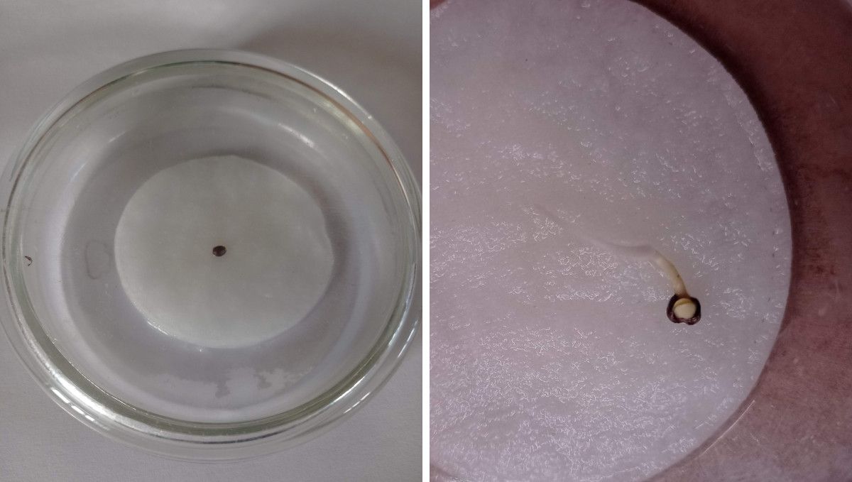 Strawberry Cheesecake Auto cannabis strain: germination and seedling stage | week 1 | a seed germinated on a wet paper towel