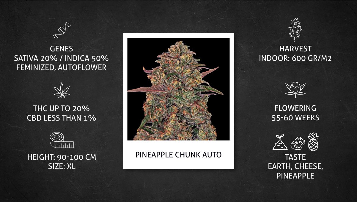 Pineapple Chunk 대마 품종 주차별 가이드: 데이터시트