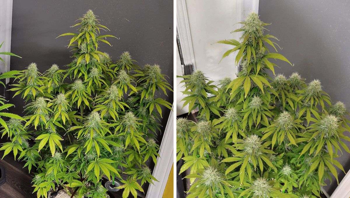 Mimosa Cake Auto cannabis strain: mid flower (bulk phase) | weeks 8-9 | a gorgeous weed plant in the process of flowering