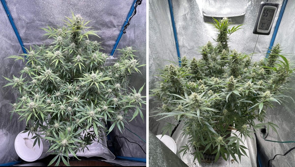 Amnesia Z Auto cannabis strain: early flower | weeks 6-7 | a big multi-branch indoor autoflower with the central cola slightly bigger than the rest and with big flowers forming