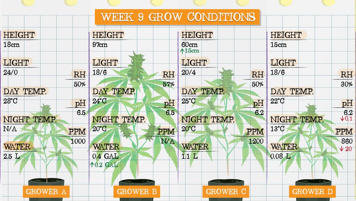 Forbidden Runtz Auto Plants Seed Week-by-Week Guide: Week 9 grow conditions