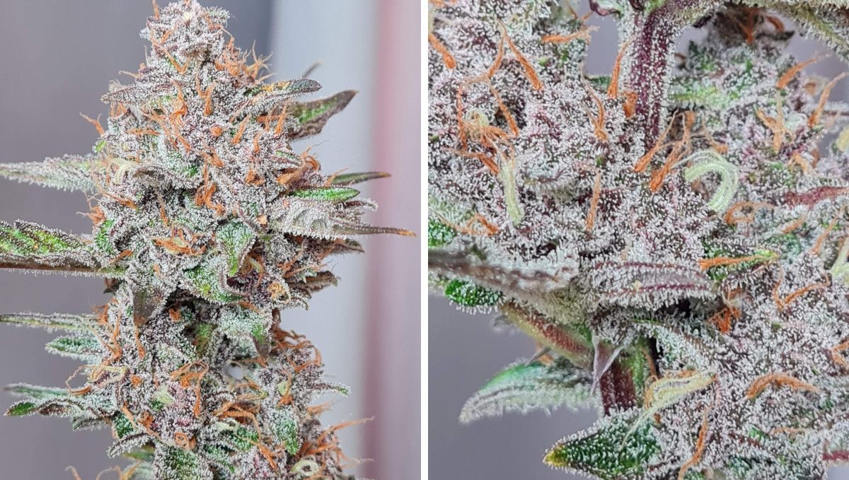 Banana Purple Punch Auto भांग स्ट्रेन: पकना और हार्वेस्ट | सप्ताह 10- | पक चुके, क्रिस्टल से ढके बड्स