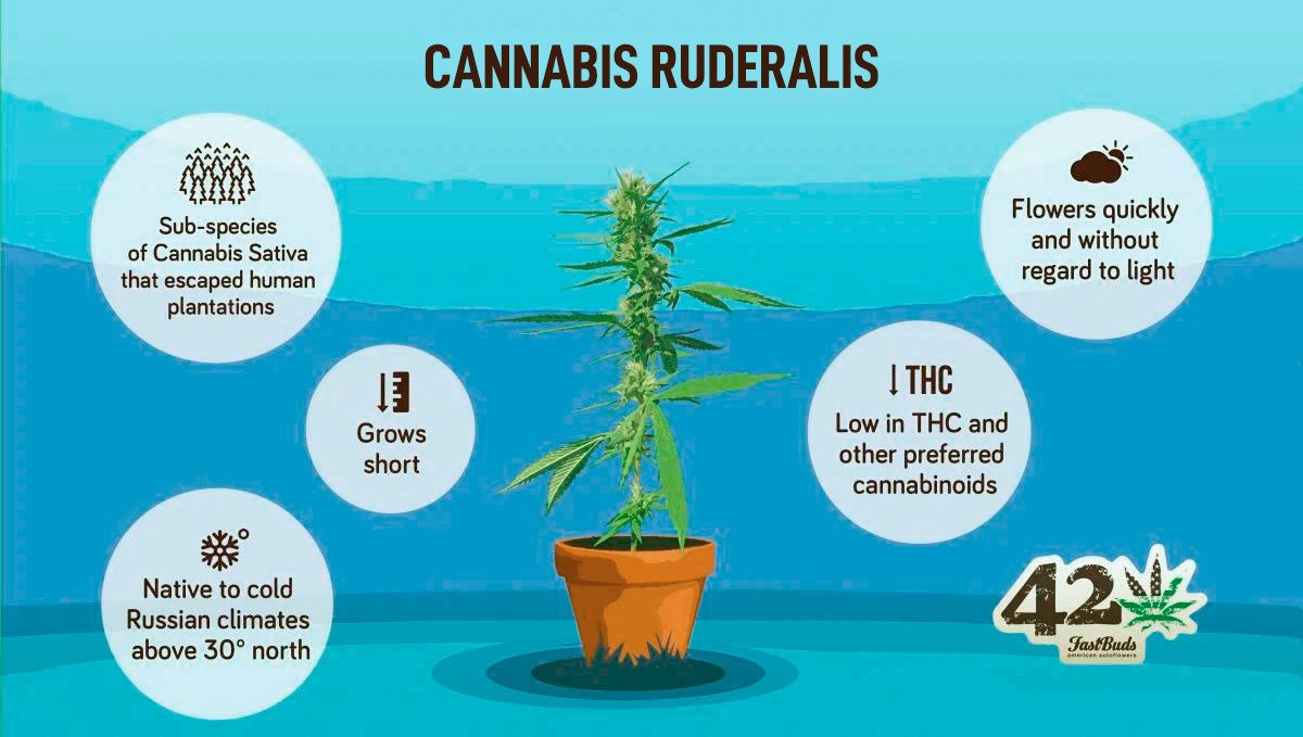 The history of autoflowering cannabis: cannabis ruderalis