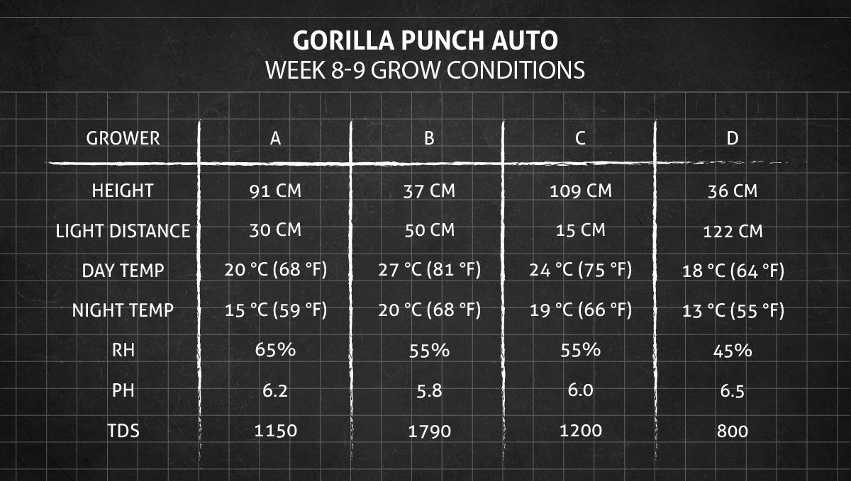 Gorilla Punch Auto 大麻品种：第8-9周种植条件