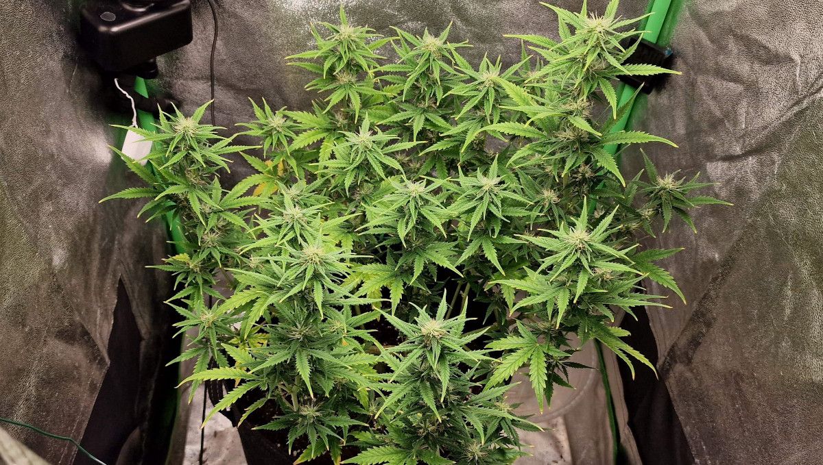Amnesia Z Auto cannabis strain: early flower | weeks 6-7 | an indoor marijuana plant in a grow tent