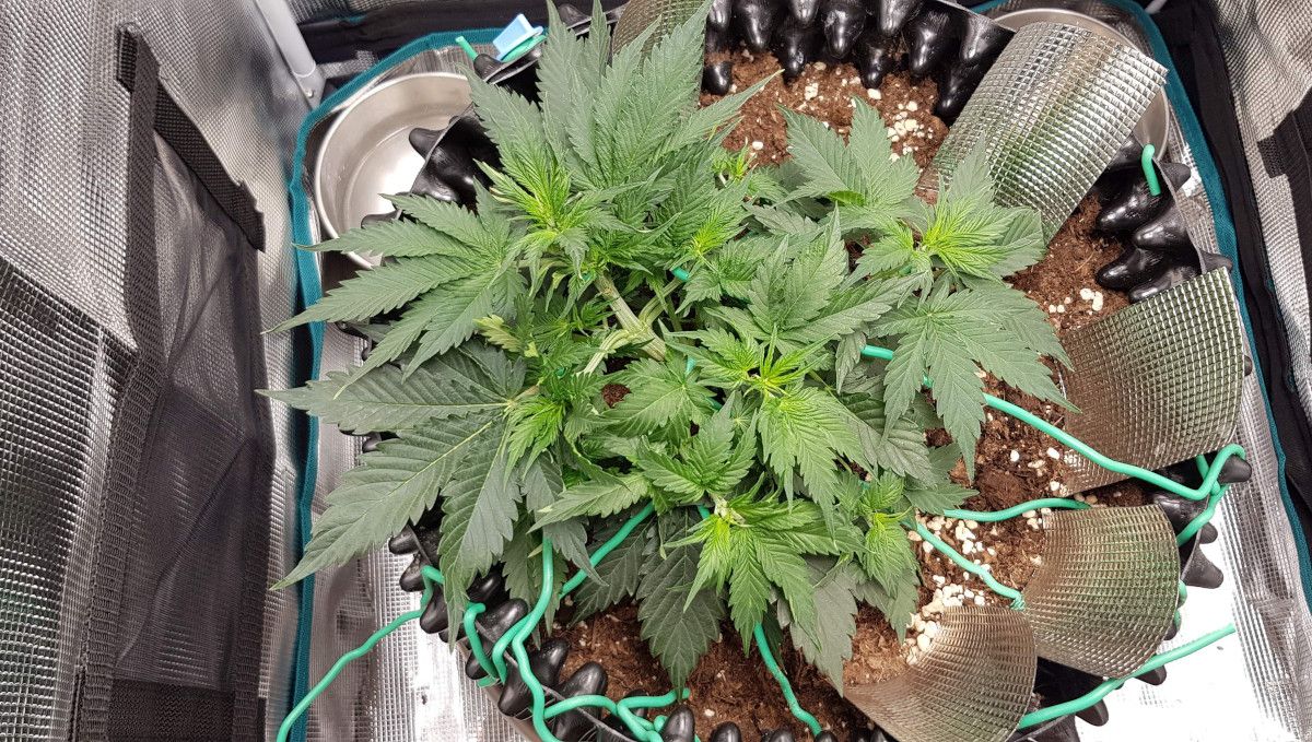 Green Crack Auto cannabis strain: mid veg | weeks 3-4 | an indoor autoflower low-stress trained