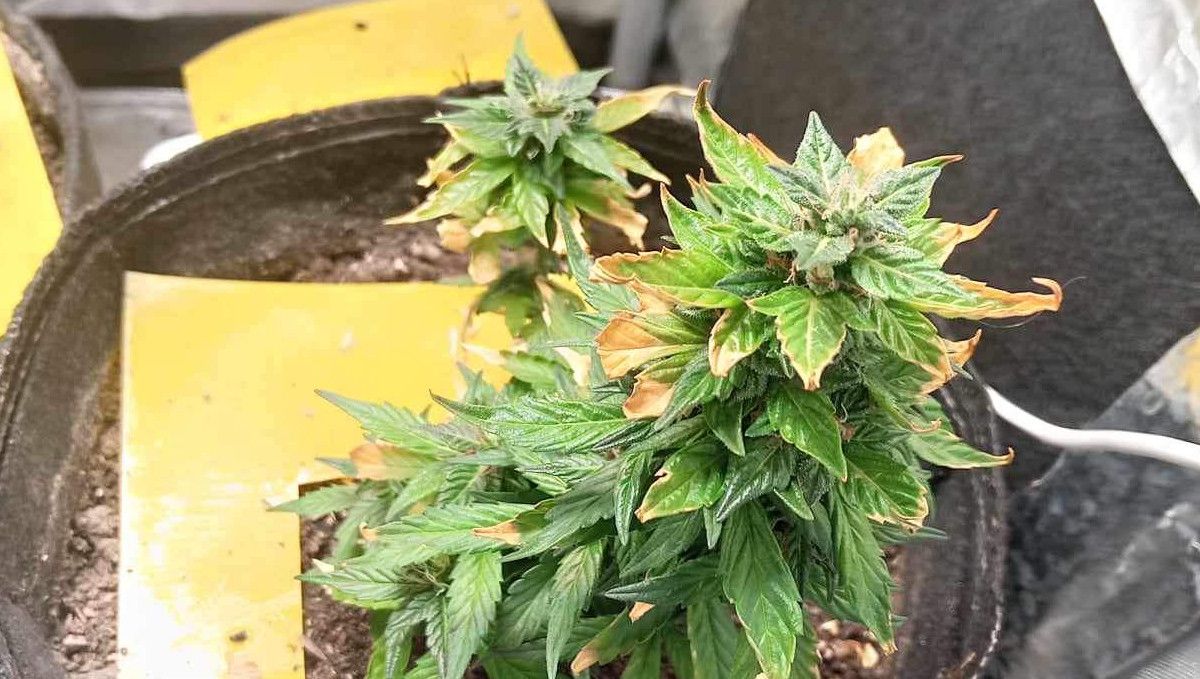 The Best Temperature To Grow Plants: A small heat-stressed indoor plant with yellowing and crispy-looking trim leaves