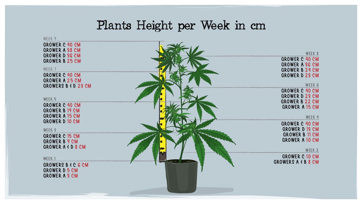 Gelato Auto Plants Seed Week-by-Week Guide: Height Chart