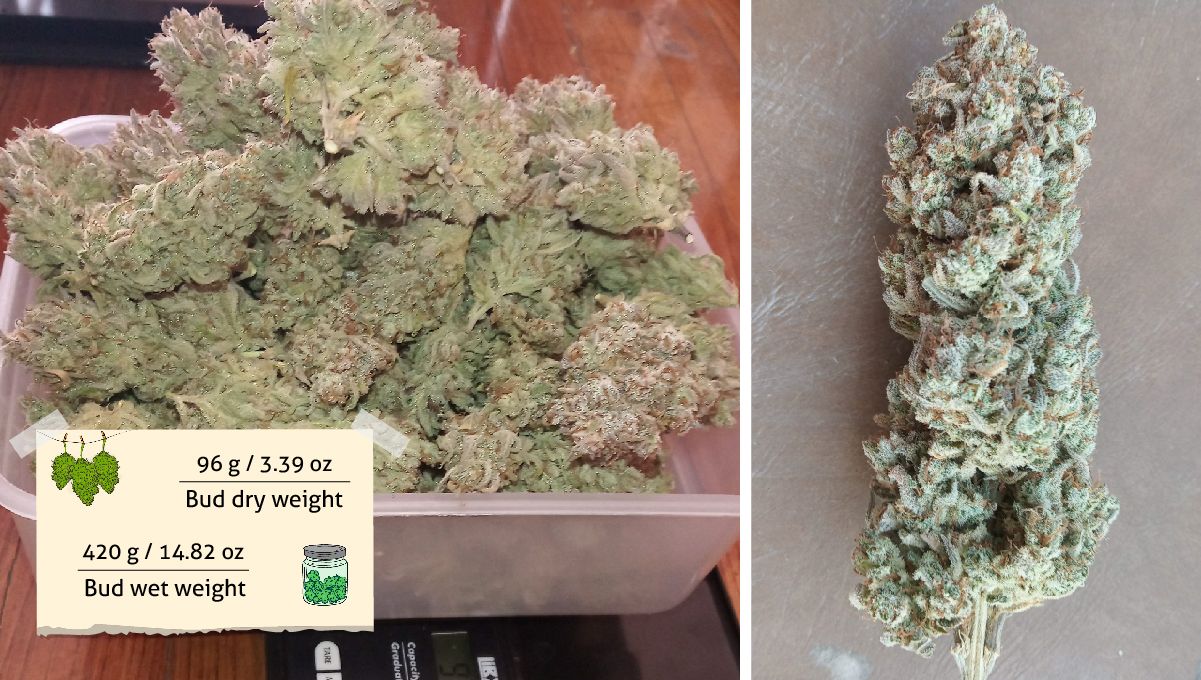 Gelato Auto Cannabis Strain Week-by-Week Guide: Grower C's outcome - A heap of cannabis buds on scales and a trimmed nugget