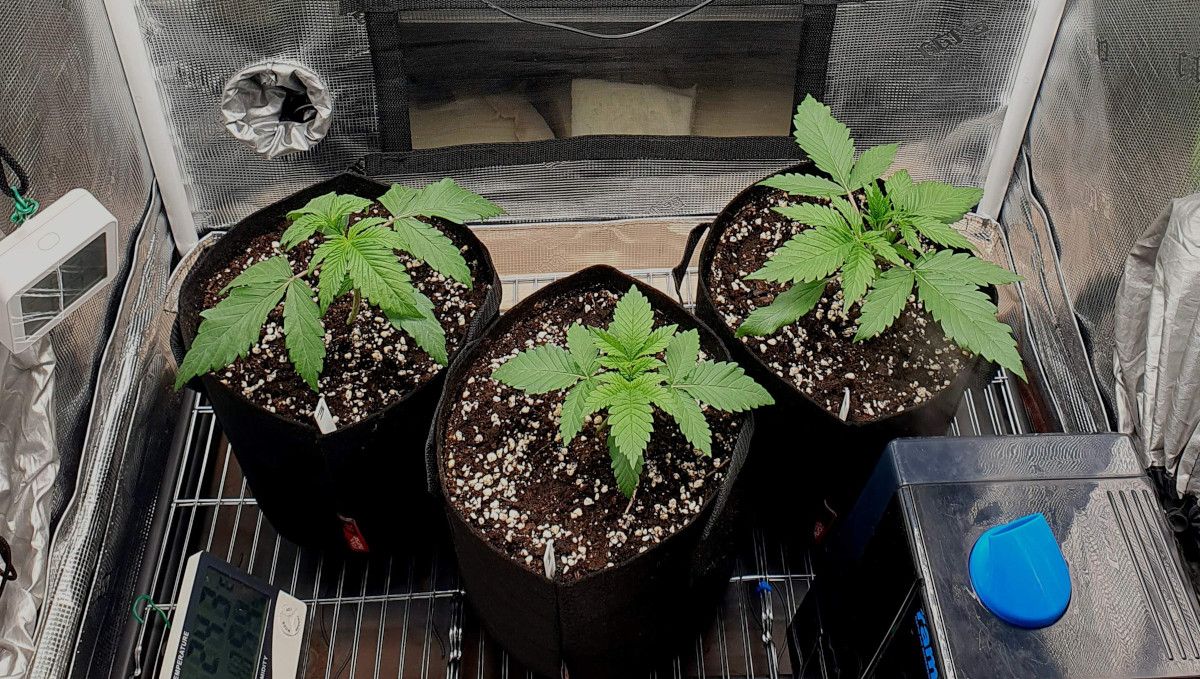 Tropicana Cookies FF cannabis strain: early veg | week 2 | three indoor plants in grow bags; one with slightly droopy leaves