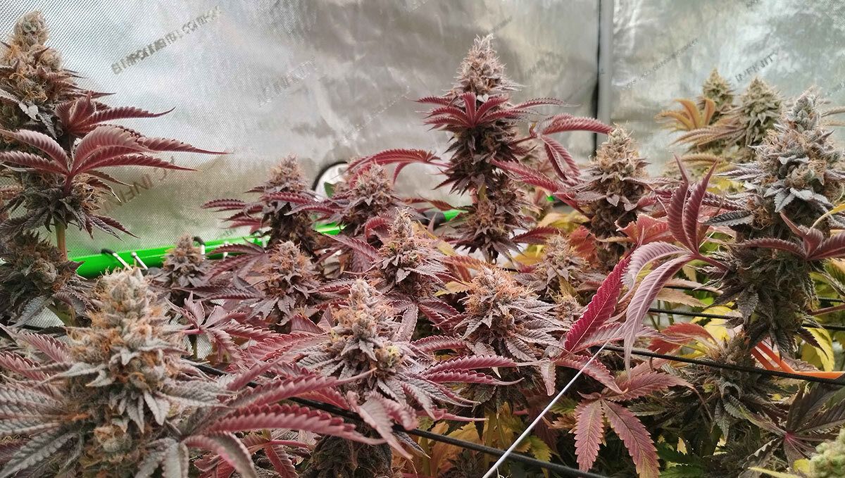 Papaya Sherbet