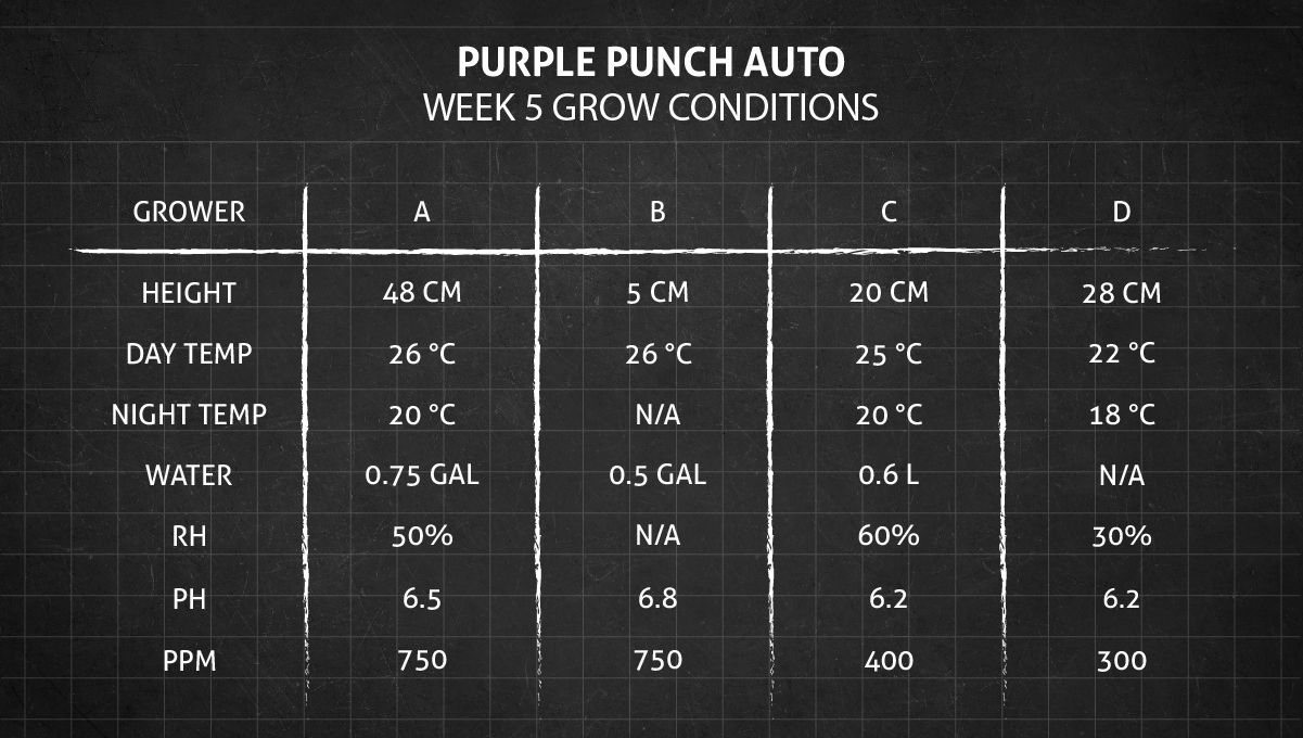 Purple Punch Auto Plants Seed Week-by-Week Guide: Week 5 grow conditions