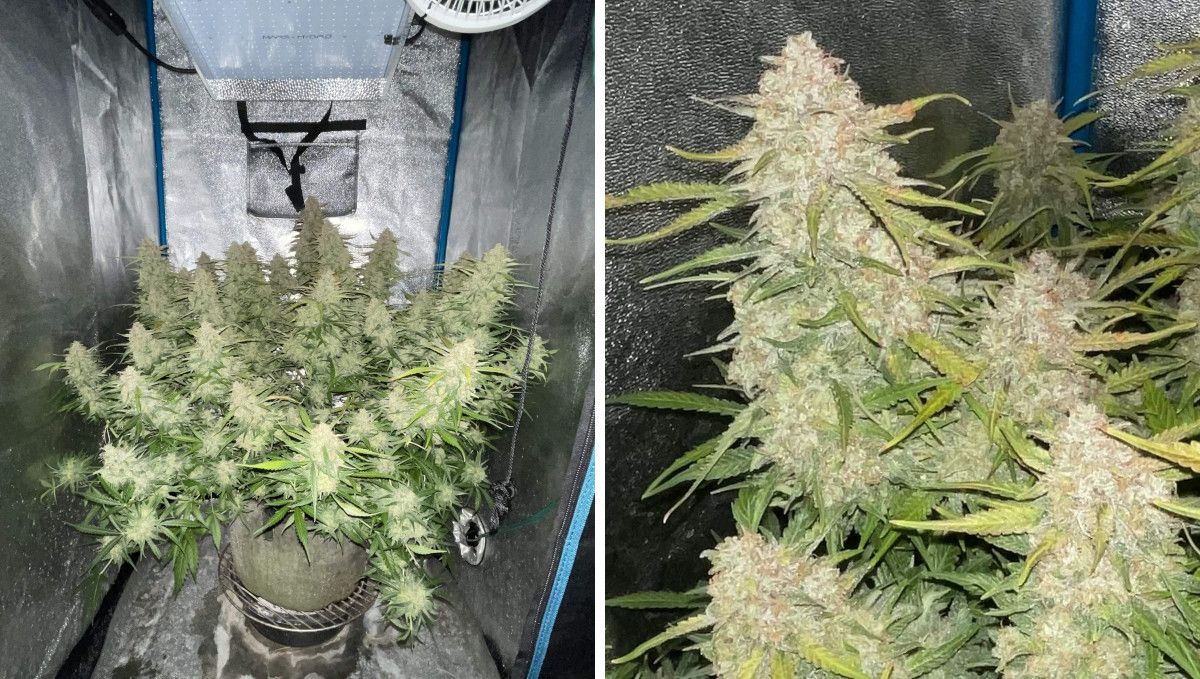 Green Crack Auto cannabis strain: ripening and harvest | week 10 and beyond | a big mature indoor ganja plant with many tops