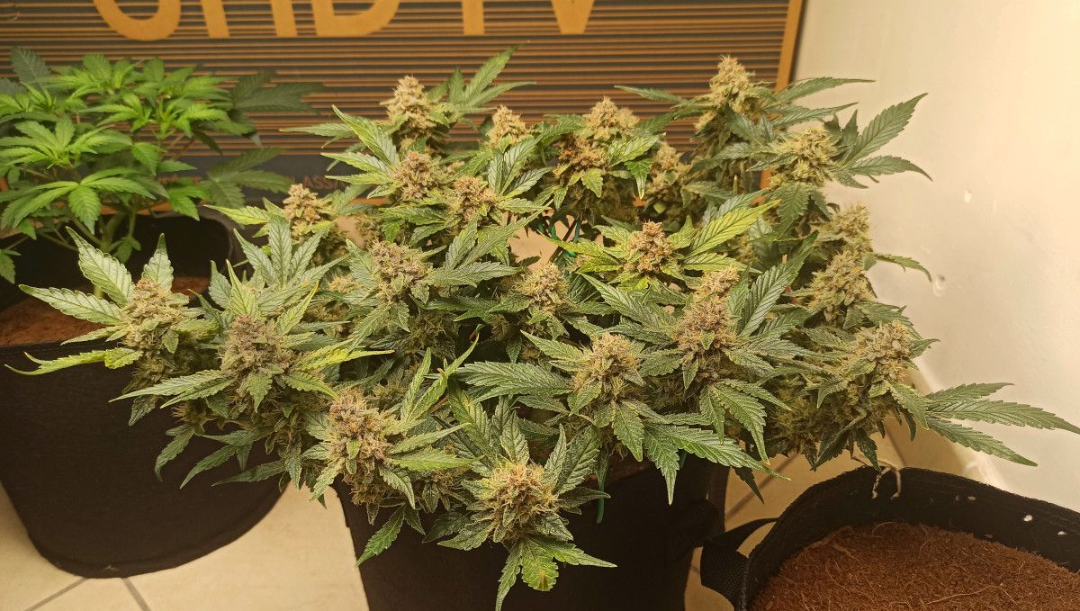 Purple Punch Auto Cannabis Strain Week-by-Week Guide: A mature cannabis bush with a flat trained canopy and sugary buds
