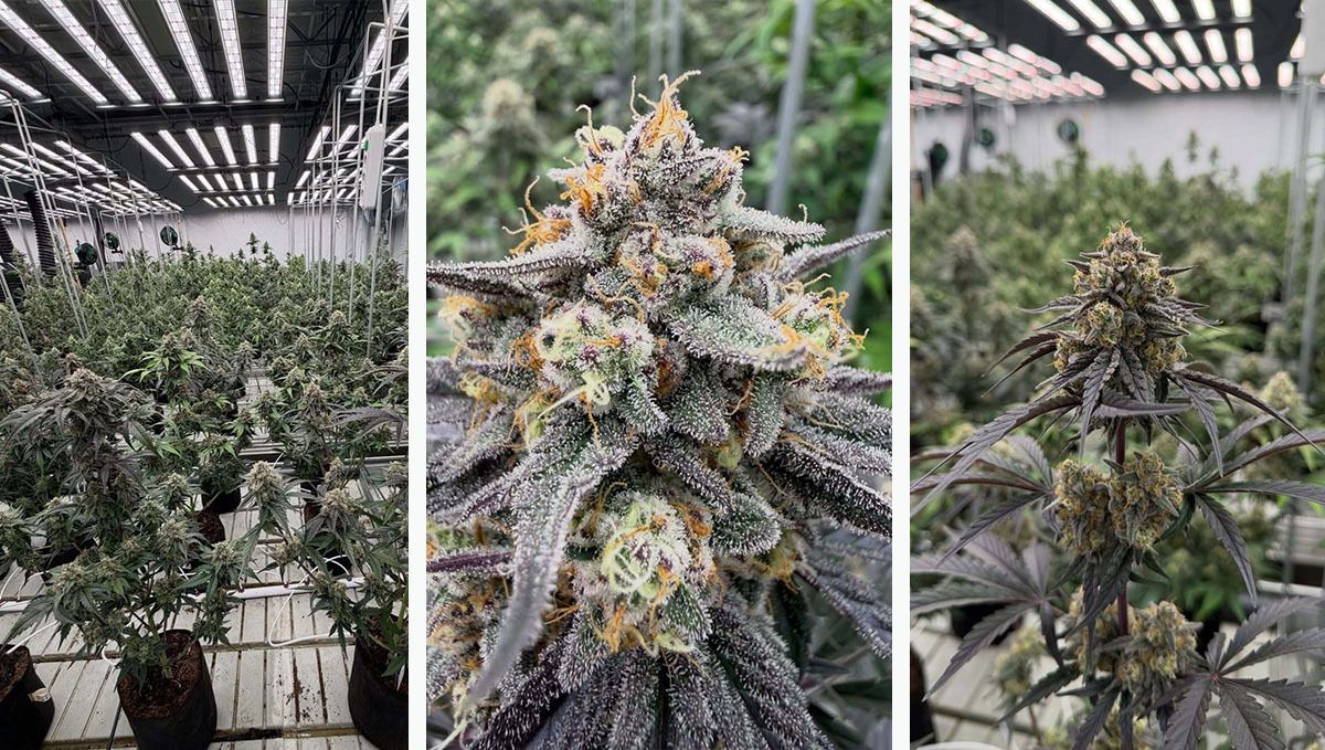 Sundae Frost