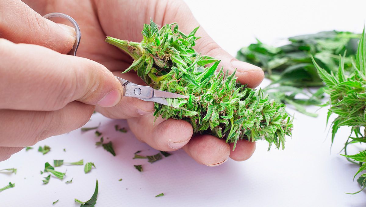Orange sherbet auto week-by-week guide: wet trimming