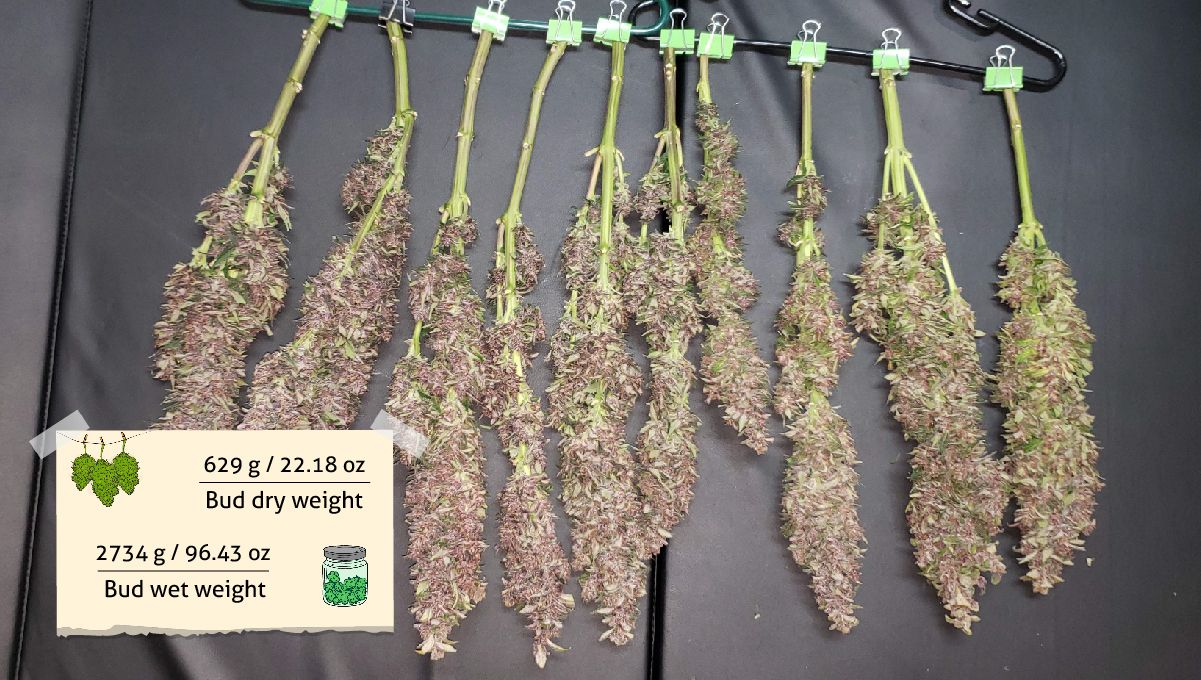 Strawberry Pie Auto Plants Seed Week-by-Week Guide: A row of elongated purple colas hanged upside down to dry