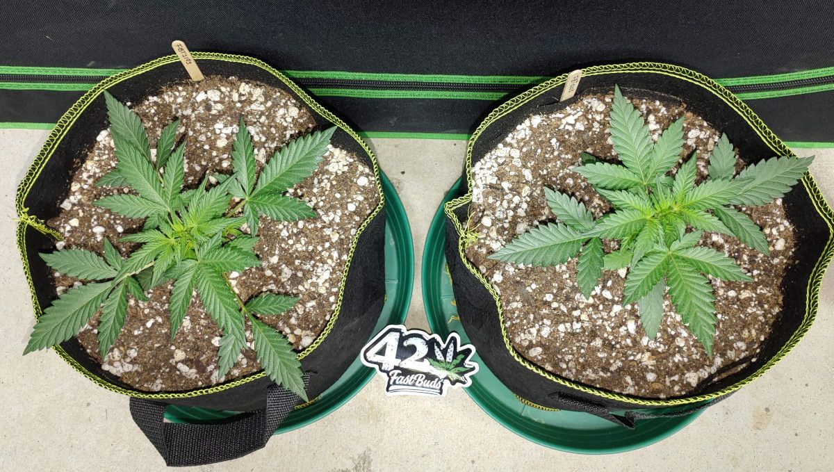 Purple Punch Auto大麻品种周周指南：3周龄两株大麻，叶片极绿健康