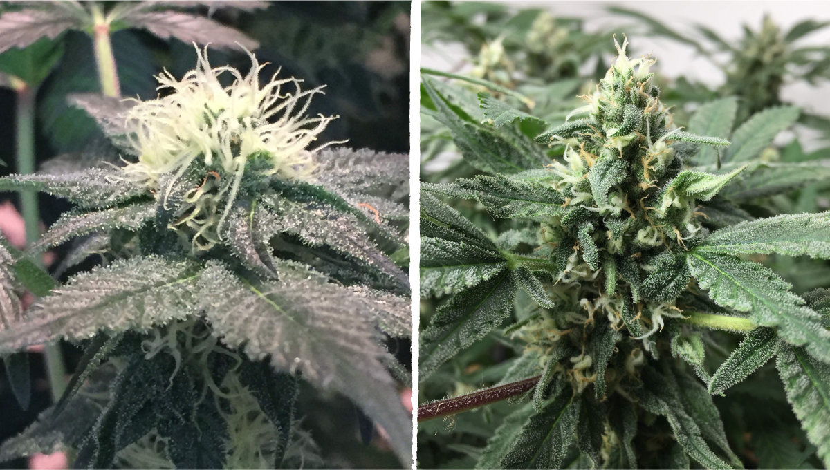 Cookies kush cannabis strain week-by-week guide: mid flower (bulk phase) | weeks 8-9
