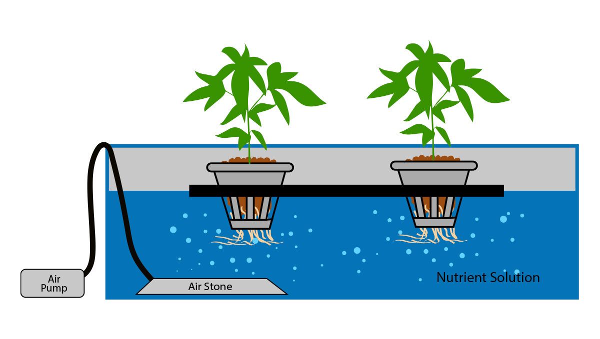 How to grow auto plants plants in hydroponics: DWC
