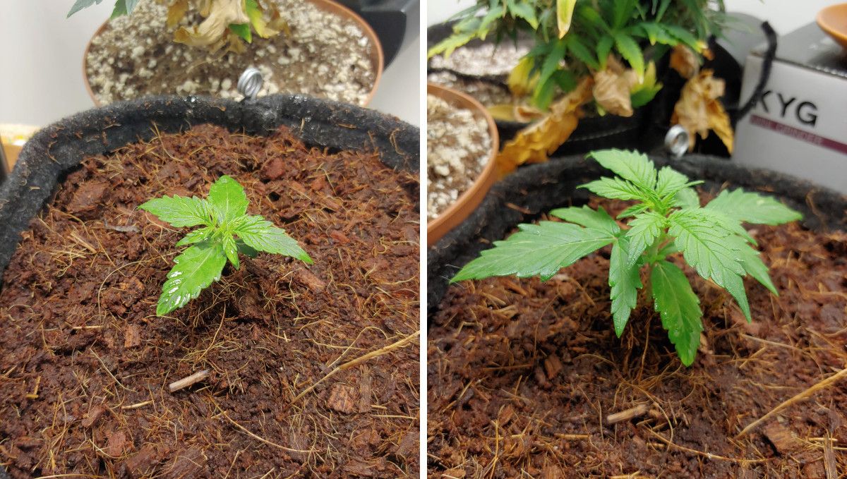 Mexican Airlines Auto cannabis strain: early veg | week 2 | a young weed plant's progress through the 2nd week
