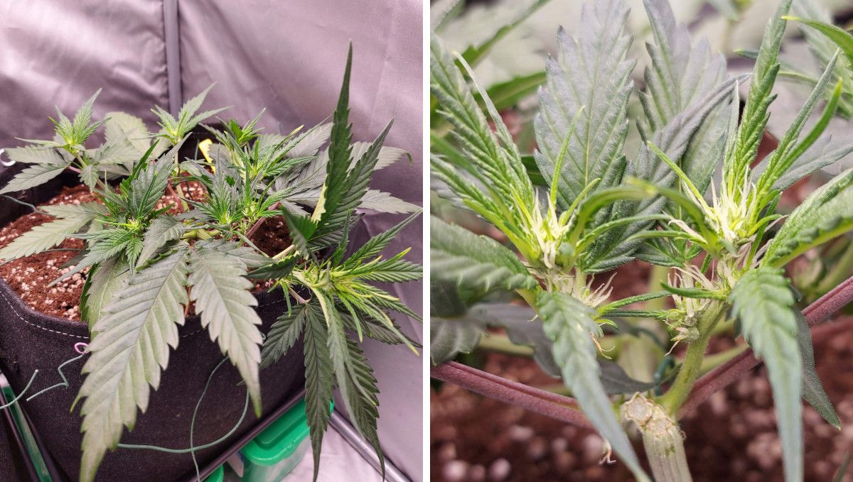 Banana Purple Punch Auto भांग स्ट्रेन: ट्रांजिशन (प्री-फ्लावर) | सप्ताह 5 | छोटा, कम ऊंचाई वाला इंडोर ऑटोफ्लावर
