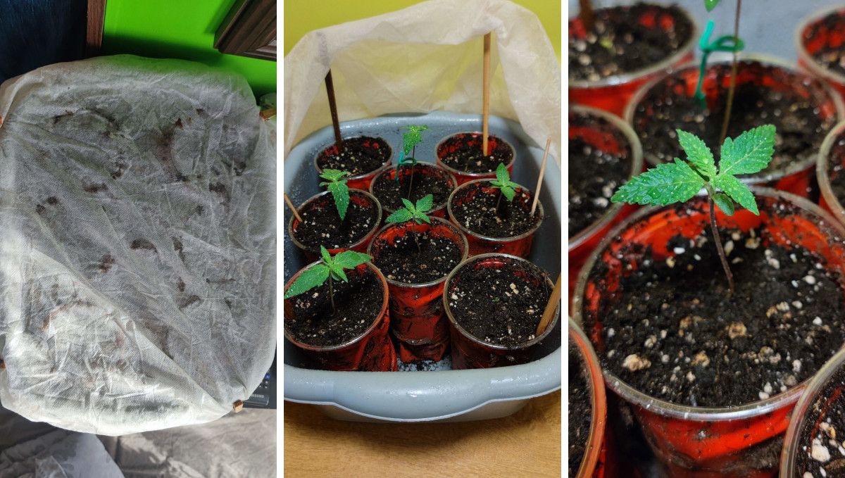Strain_Name cannabis strain: germination and seedling stage | week 1