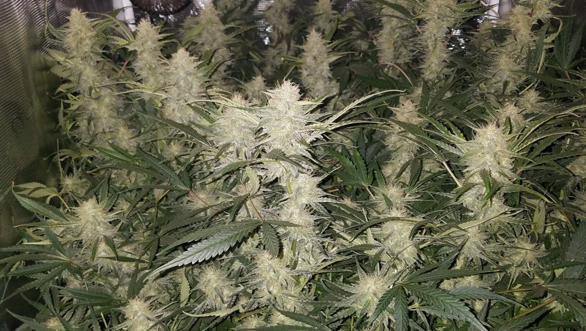 Pineapple Express Auto cannabis-variant: midtblomstring (bulk-fase) | uke 8-9 | colas danner tett canopy