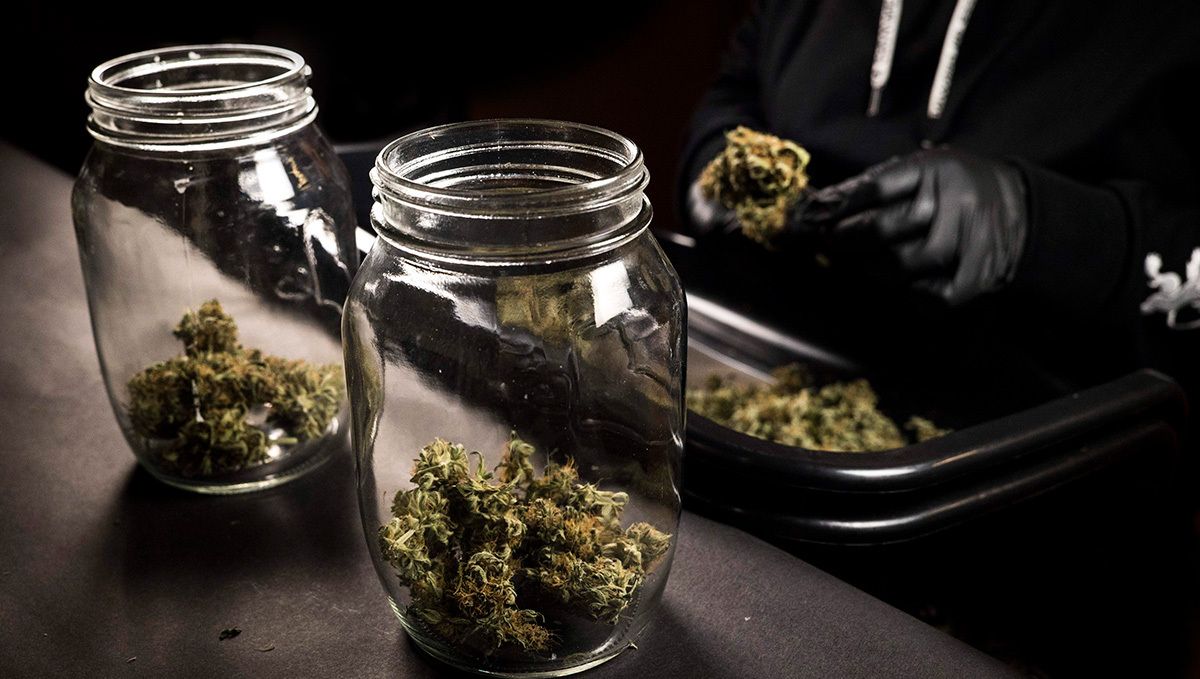 Gorilla cookies auto week-by-week guide: curing plants