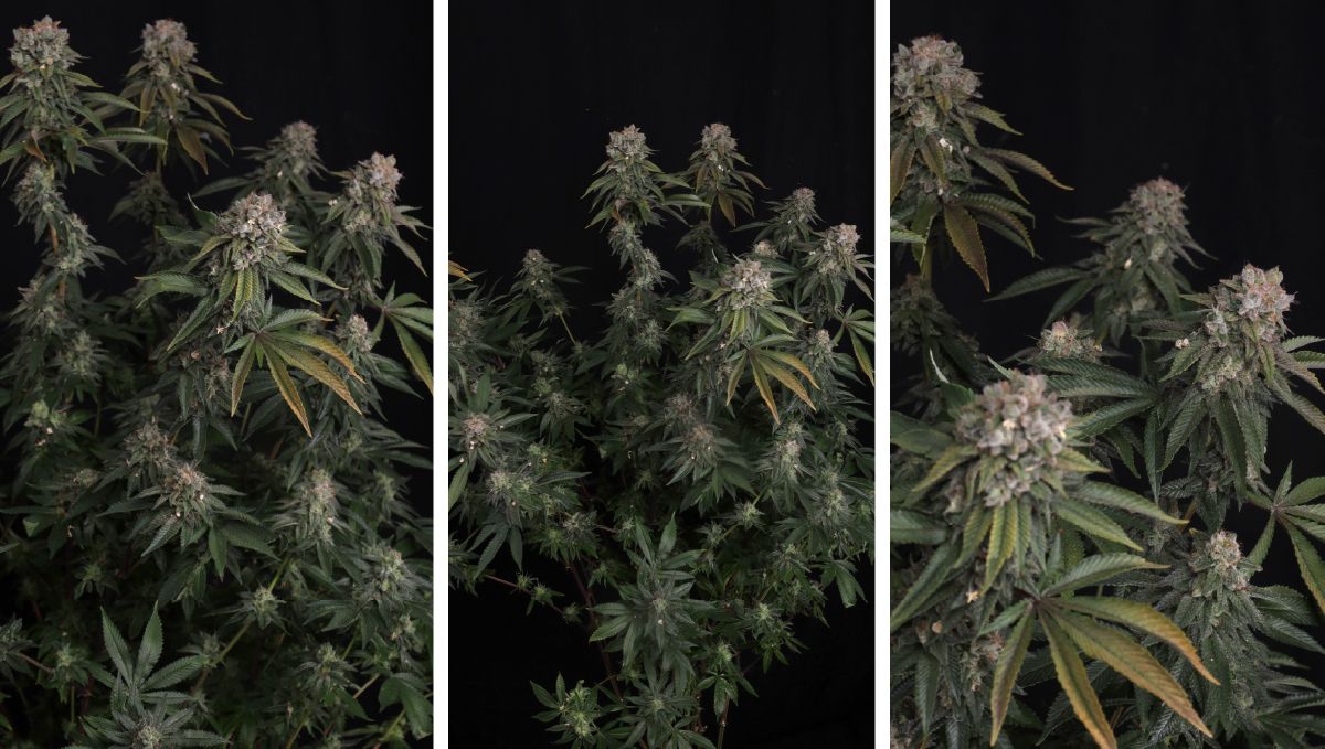 GG4 Feminized