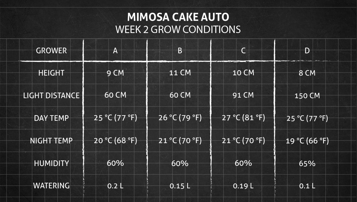 Mimosa Cake Auto cannabis strain: week 2 grow conditions