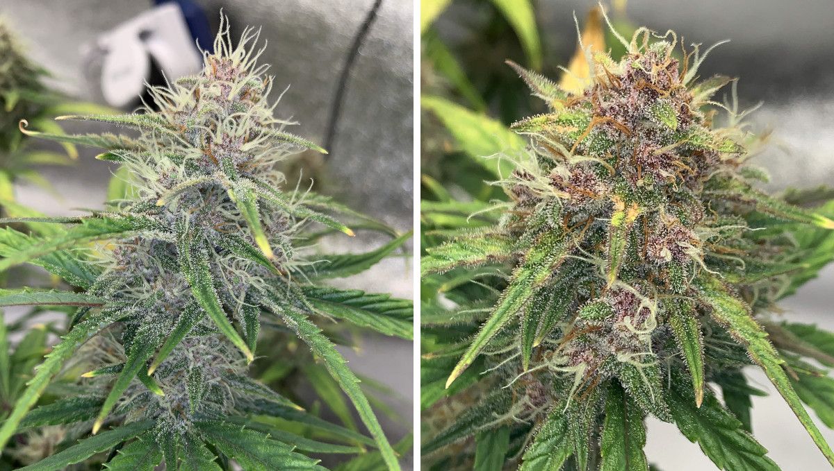 Banana Purple Punch Auto भांग स्ट्रेन: मिड फ्लावर (थोक फेज) | सप्ताह 7-8 | बढ़ती मगर अपरिपक्व बड्स