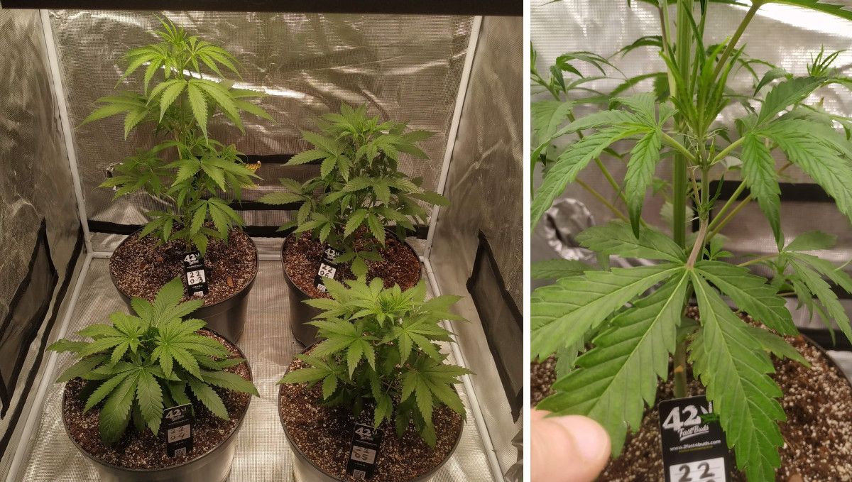 Strawberry Gorilla Auto Cannabissorte: Mittlere Vegetationsphase | Wochen 3-4 | vier Autoflowers im Indoor-Anbau und die ersten Bl&uuml;tenstempel an der gr&ouml;&szlig;ten von ihnen