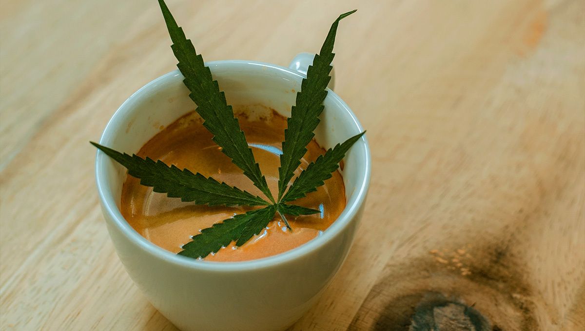 Plants und Kaffee: so macht man Plants-Kaffee