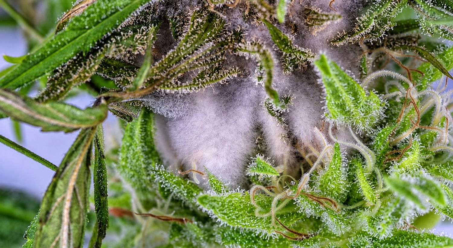 Indoor growing emergencies: fungal issues