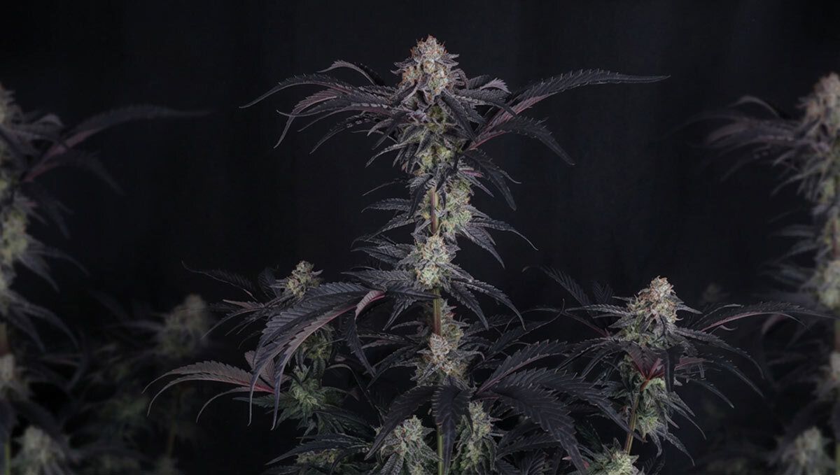 mendo frost