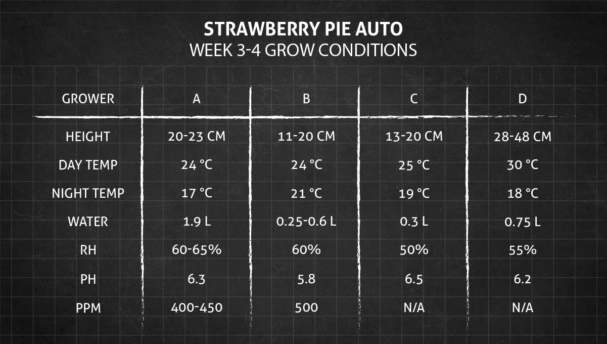ストロベリーパイ オート大麻品種 週ごとの栽培ガイド: 第3〜4週栽培環境