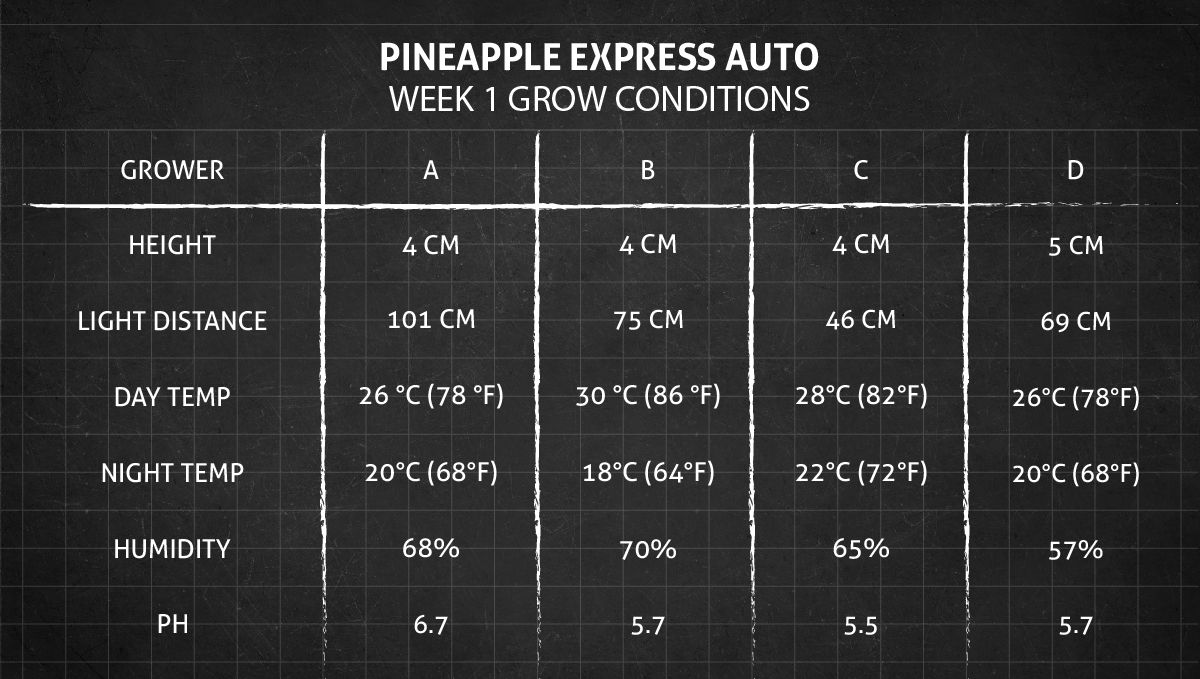 Pineapple Express Auto cannabis-variant: vekstbetingelser uke 1