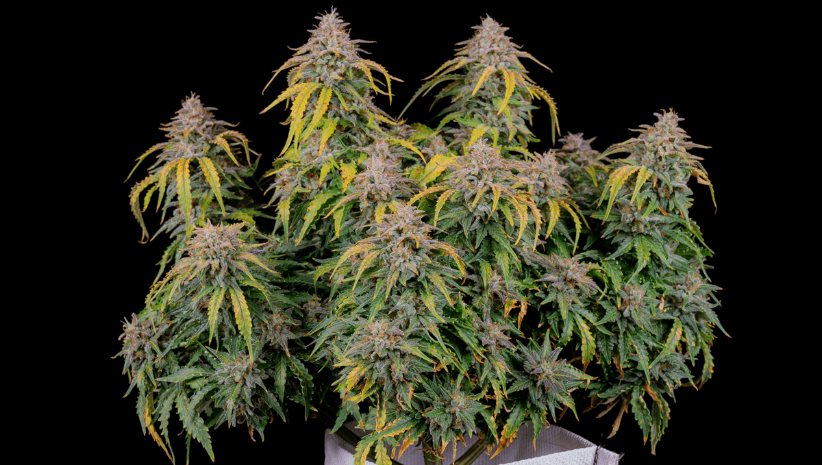 Can you train autoflowers? why train autoflowers.