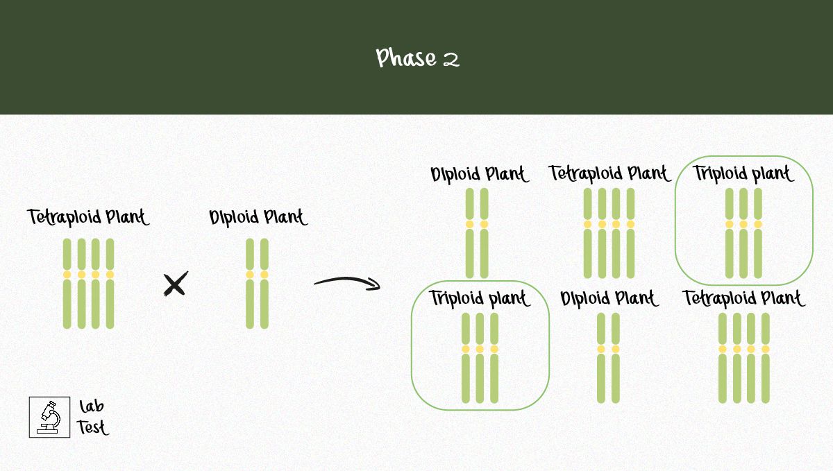Das Potenzial der triploiden Genetik zur Revolutionierung der Plantsindustrie: Infografik zur Produktion von Triploiden (Phase 2)