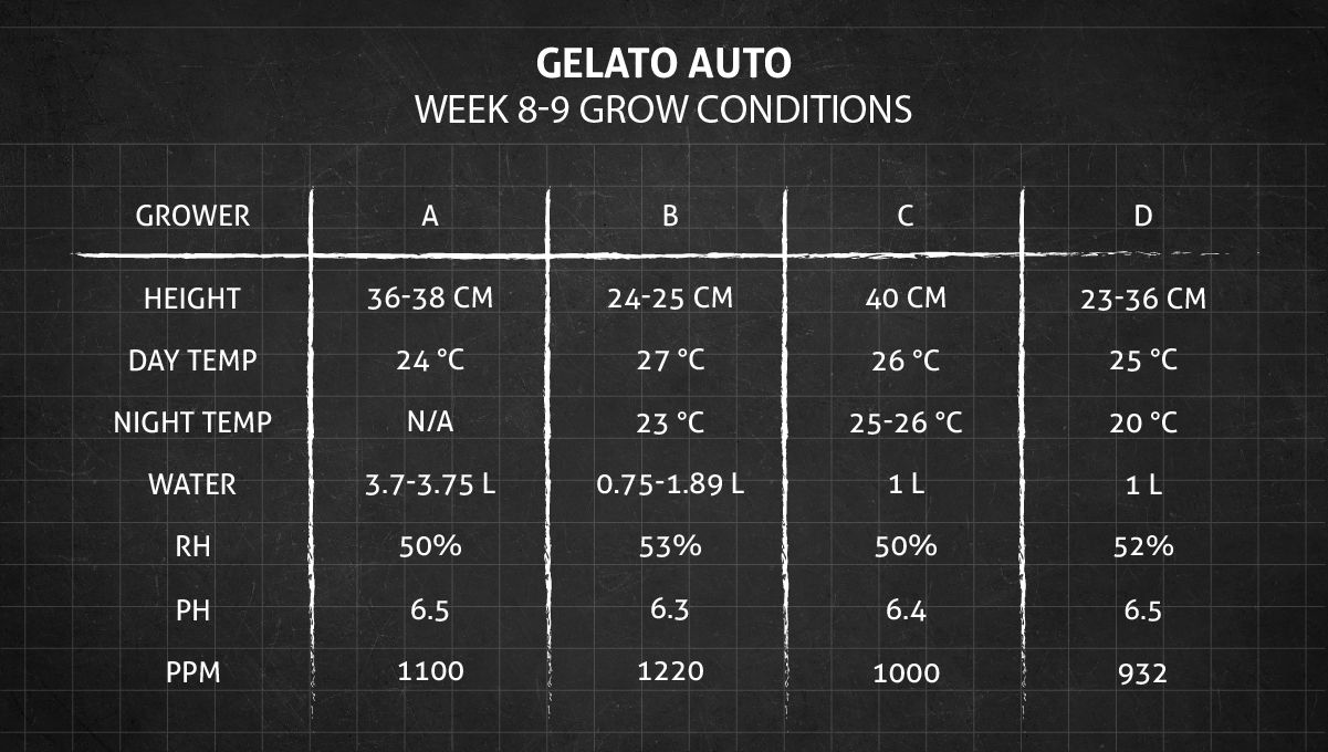 Gelato Auto Cannabis Strain Week-by-Week Guide: Grow conditions in weeks 8-9